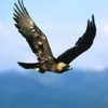Qu� significa so�ar con un �guila