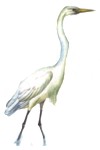 Caracter�sticas de las plumas de la garza