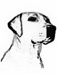 Moraleja del perro que suelta la presa