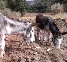 Descripci�n sobre como es un asno