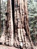 Informaci�n sobre el �rbol llamado secuoya gigante