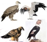 �Cu�les son las aves carro�eras?