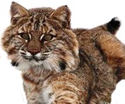 Como son los animales linces