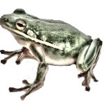 Porque la rana es un animal anfibio