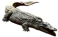 Biograf�a r�pida del animal cocodrilo