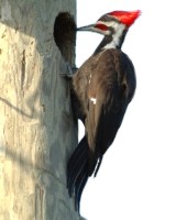 Biograf�a del p�jaro carpintero