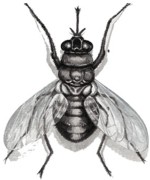 �C�mo es la mosca tse tse?