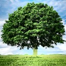 Interpretaci�n de so�ar con un �rbol