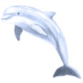 Interpretaci�n del sue�o con delfines