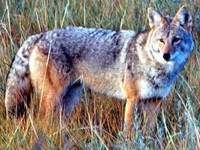 Caracter�sticas generales del animal coyote