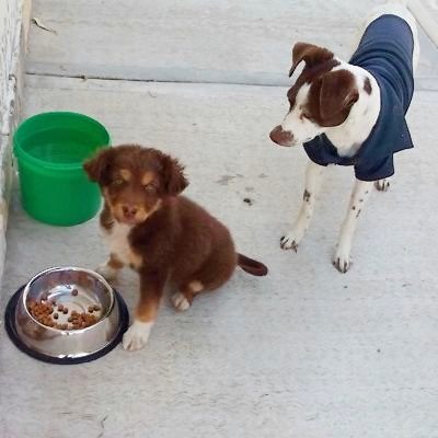 Importancia de las mascotas para el ser humano