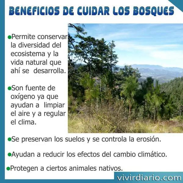 Beneficios de Cuidar los Bosques